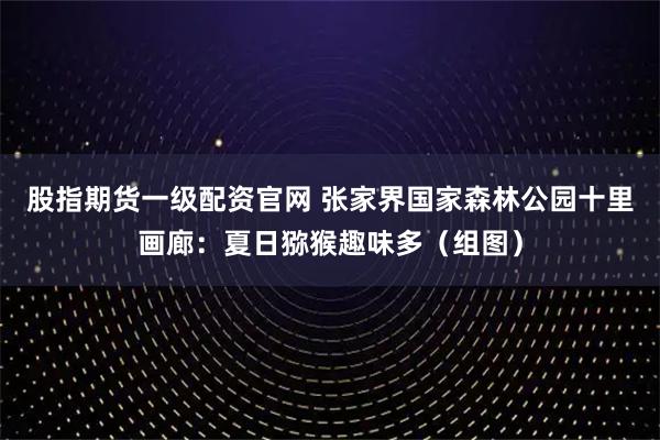 股指期货一级配资官网 张家界国家森林公园十里画廊：夏日猕猴趣味多（组图）